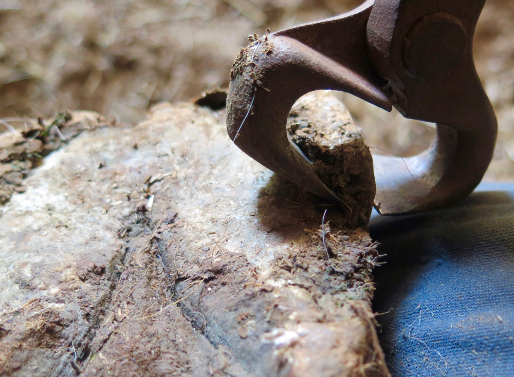 To trim a mule's hooves, you pince off the excess material with sharp pincers. Here, I'm trimming down the heel.