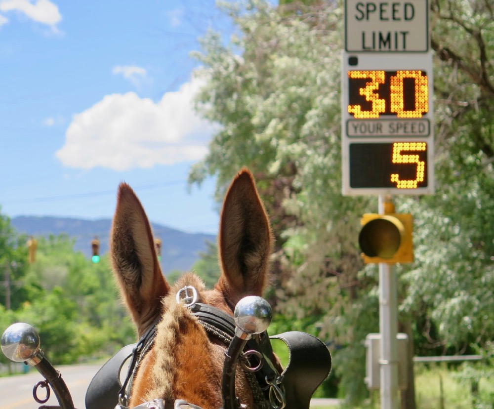 Mule Polly at radar sign.