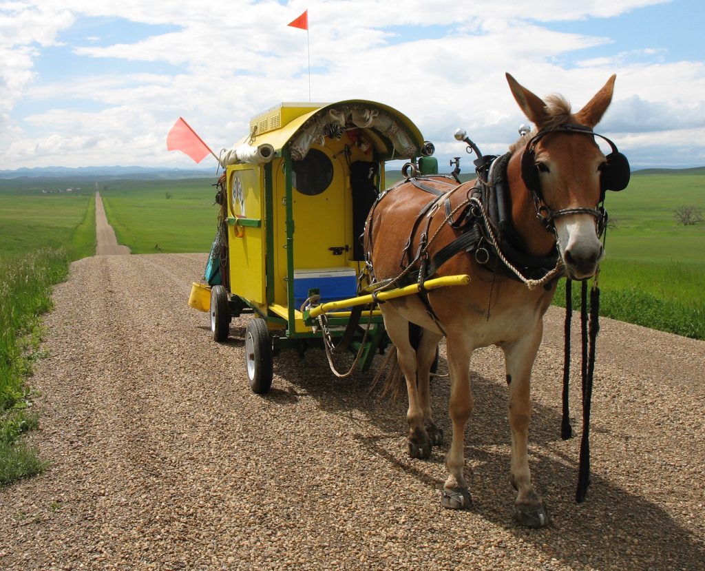 Mule Polly on a long stretch of Montana dirt road.