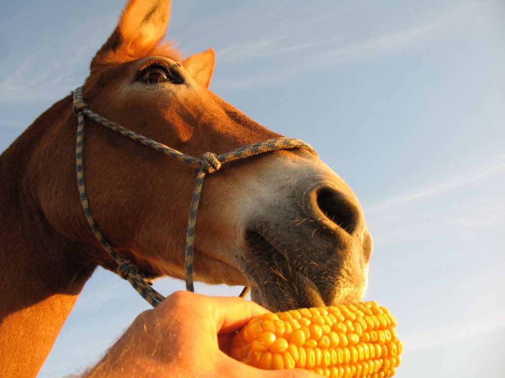 Mule Polly LOVES corn...