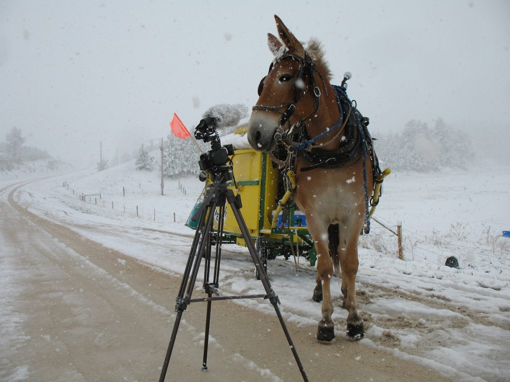 Snow falls around mule Polly and our camera gear.