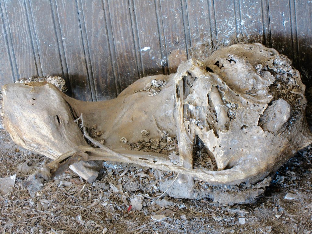 A mummified coyote in the corner of a Kansas school house.