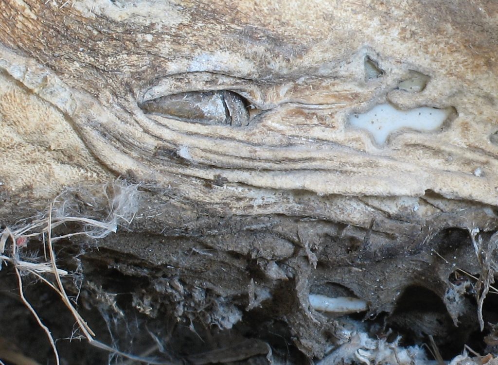 Close up photo of a mummified coyote skull.