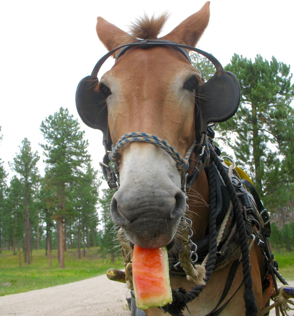 Polly the mule eats a piece of melon