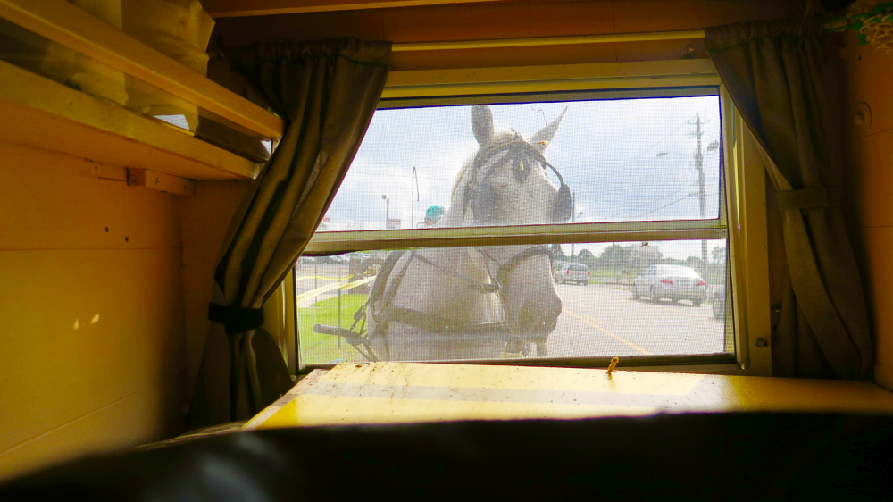 Horse in window of wagon