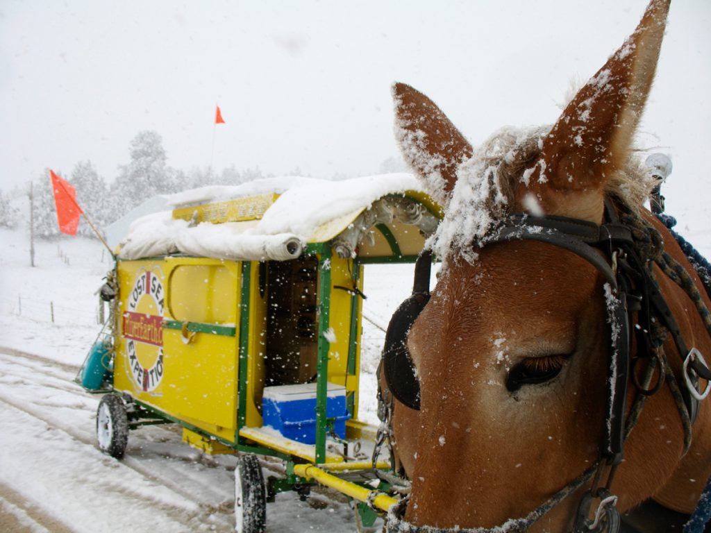 Mule Polly waits to be photographed in the snow.