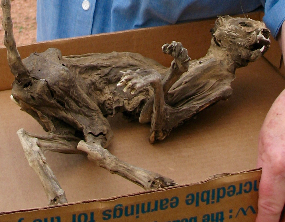 Critter mummy: this one tumbled out of a North Dakota shed wall.
