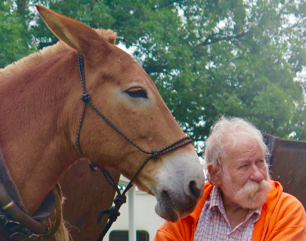 Mule Polly and Ronald Hudson at Benson Mule Days 2016.