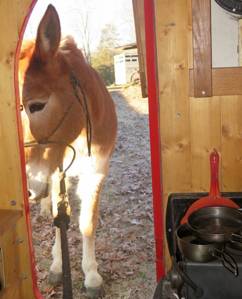 Mule Polly eyes the wagon.