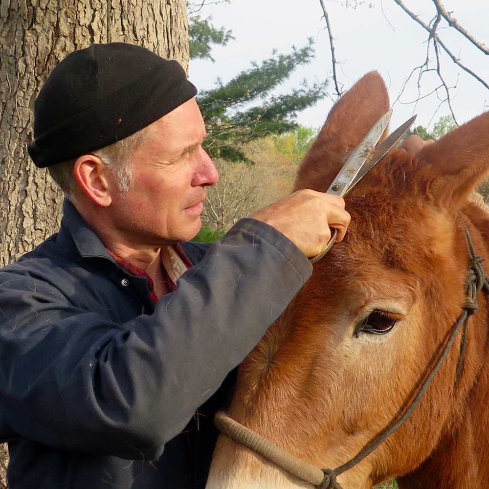 Bernie Harberts trims his mule Polly's mane with scissors.