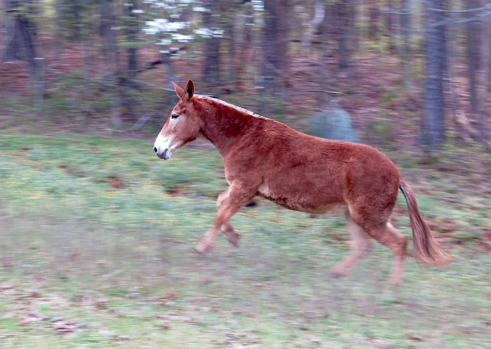 Mule Polly runs in her pasture.
