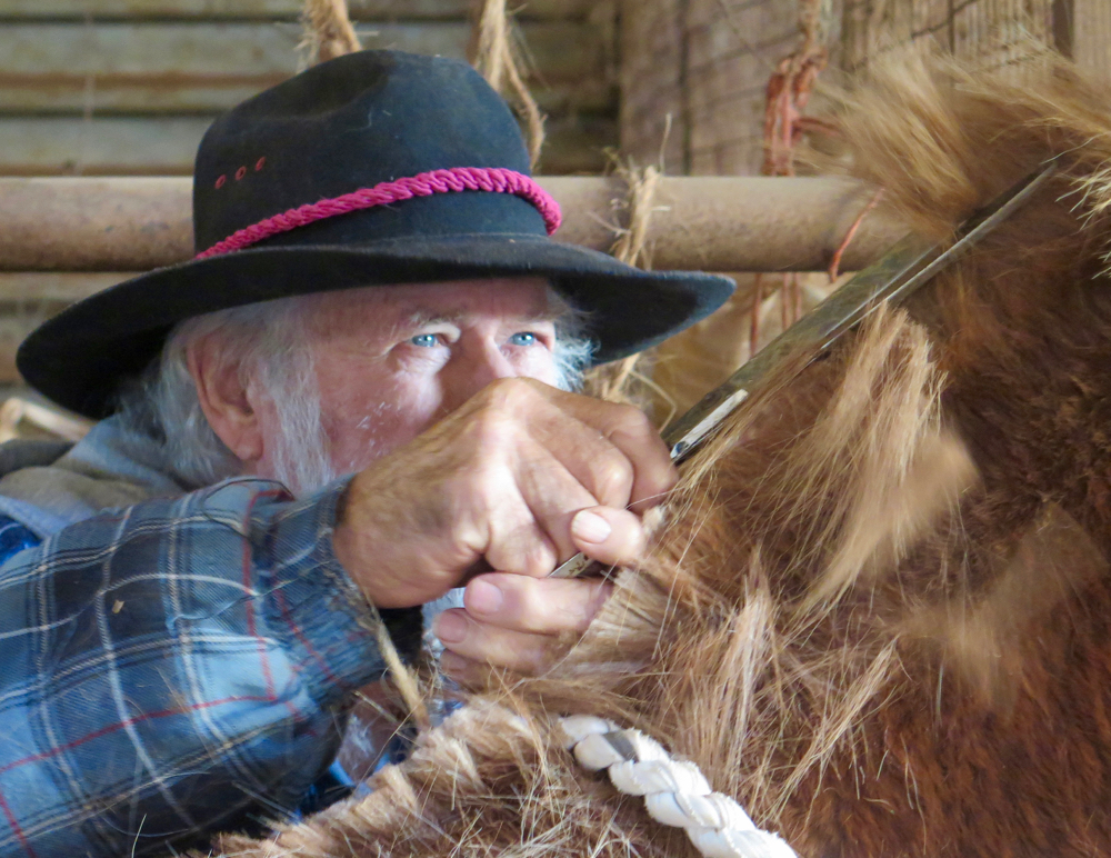 Ronald Hudson trims his mule Louie's mane.